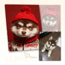 Custom Pet Paint by Numbers - Red Santa Hat Outfits