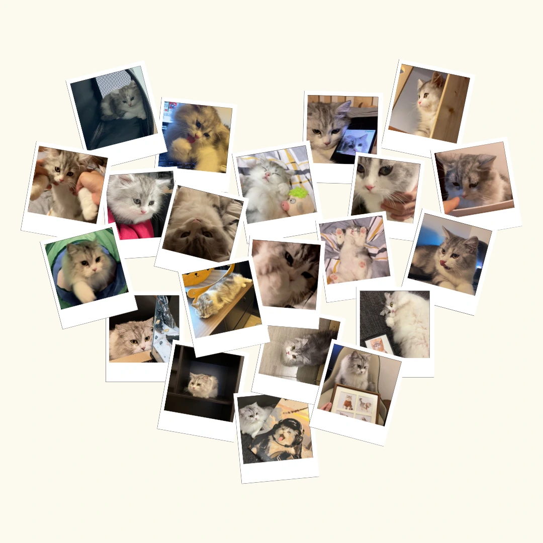 Feeding stray animals charity mission by JJJ.pet custom art